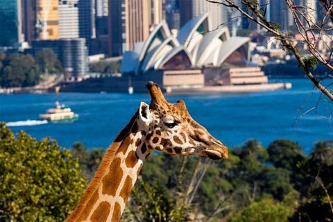 ¿Qué visitar en Sydney en 5 días?